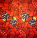 080 Rosen - 3-lagig